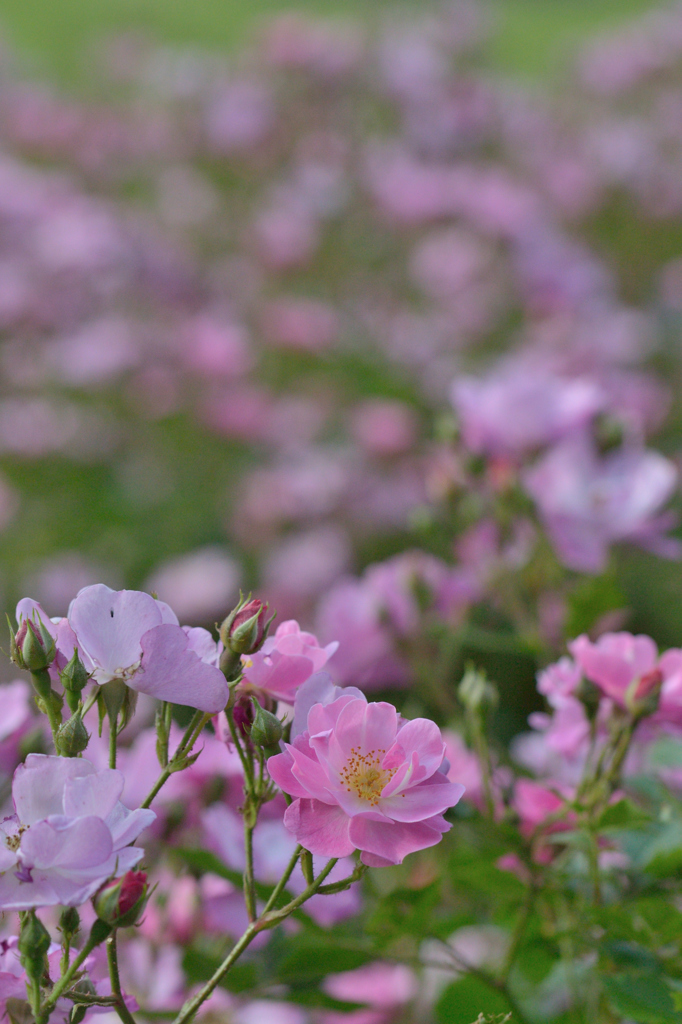 薔薇_15