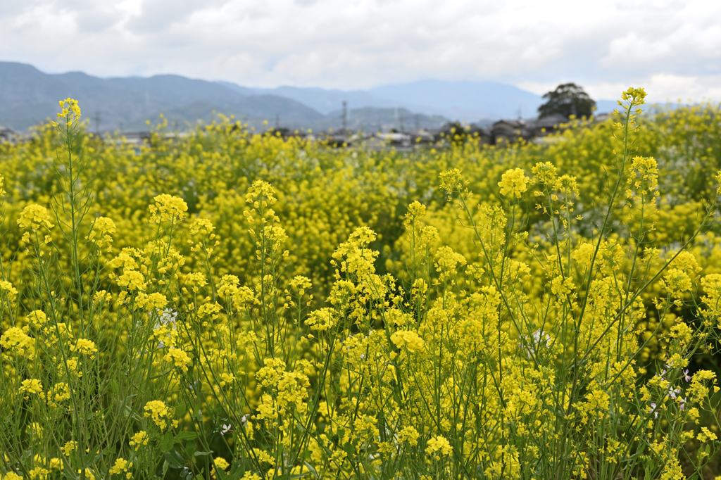 田舎町の春