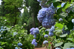 南沢あじさい山_05