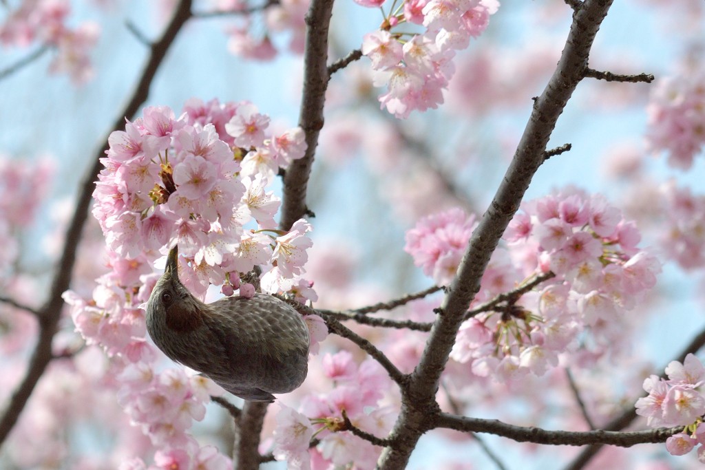 ヒヨドリ&桜_10