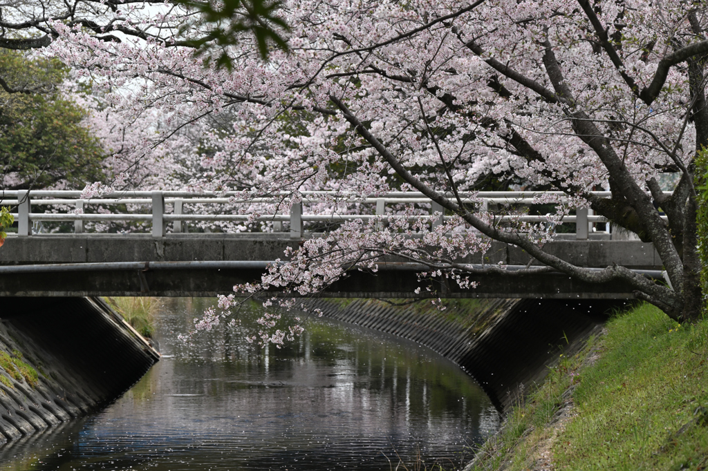 春への懸け橋