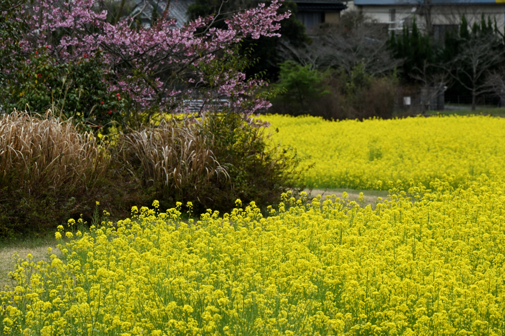 菜花の海と花小島