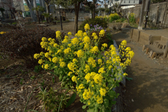 菜の花_4