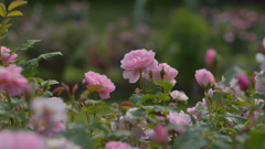 薔薇_10