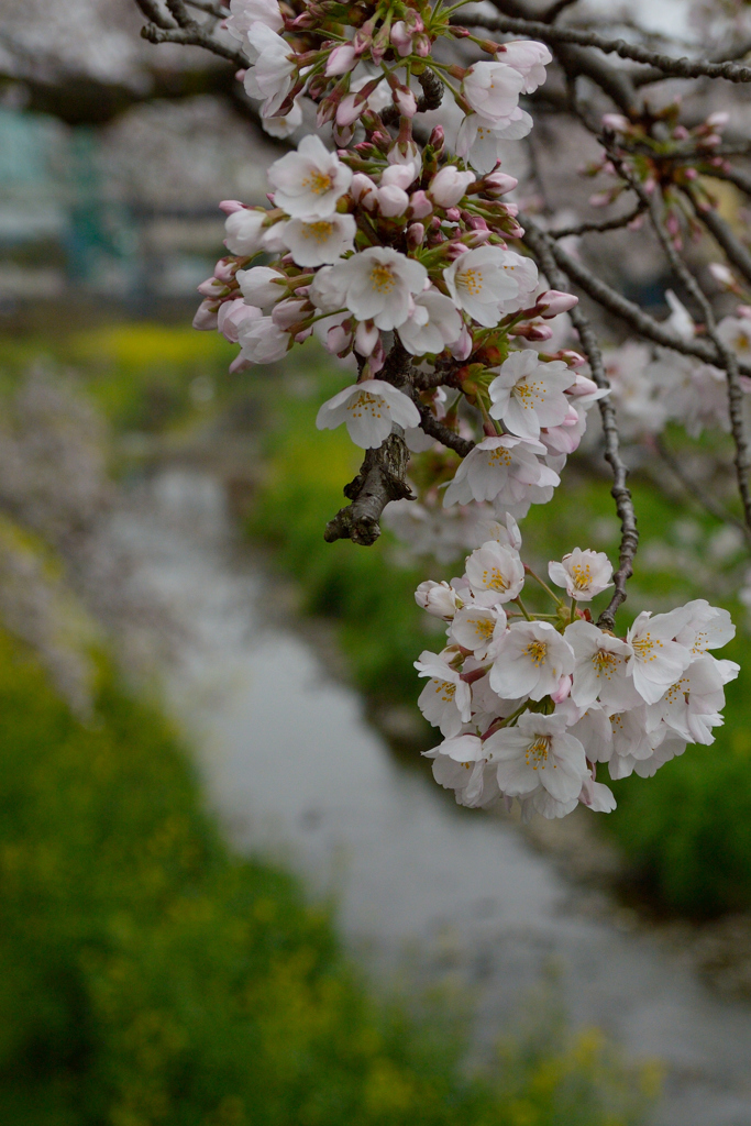 桜_野川_05