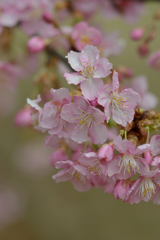 河津桜_代々木公園_12