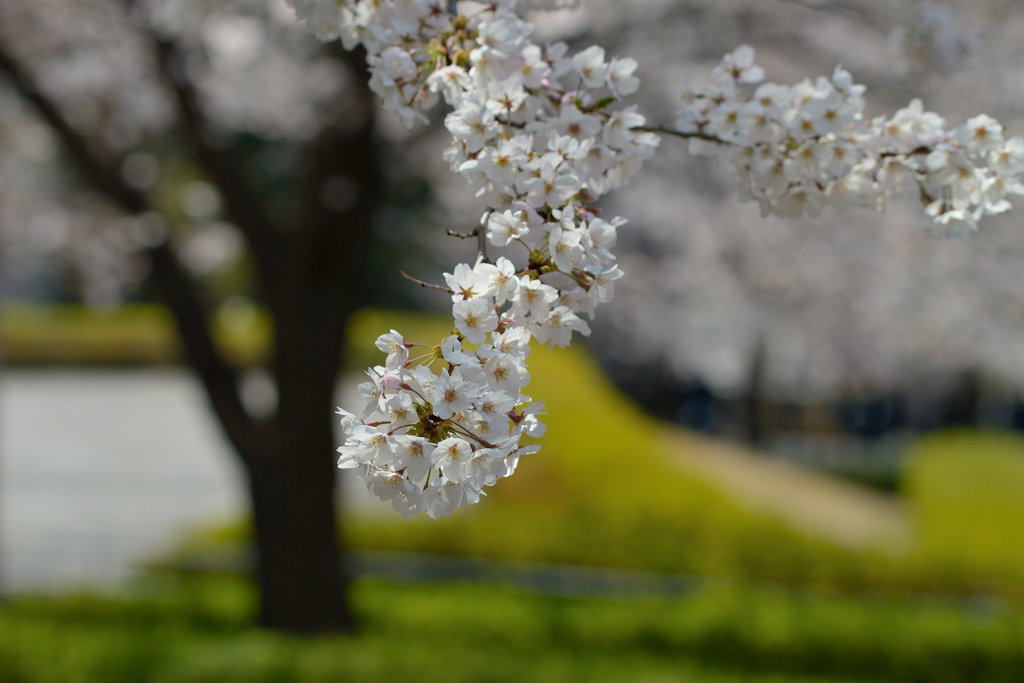 桜_NYC_09