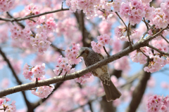 ヒヨドリ&桜_04