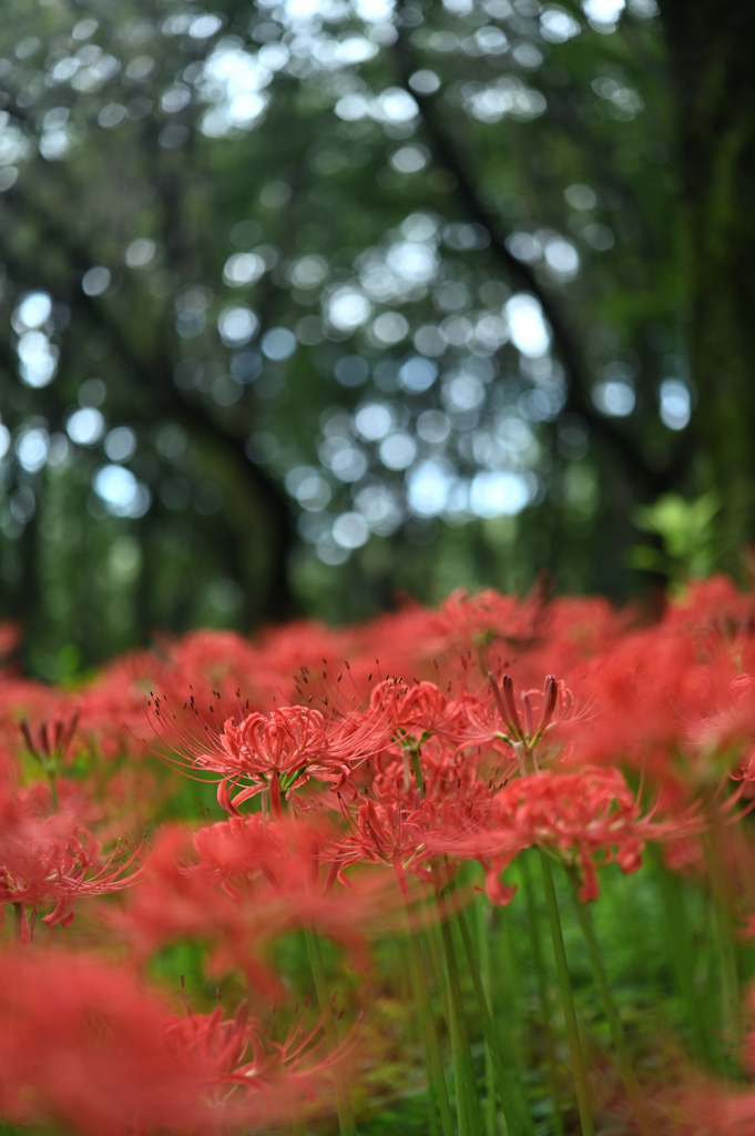 野川観察園_#11