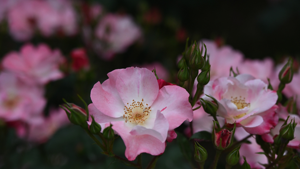 花霞
