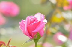 薔薇_8