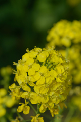 菜の花_1