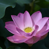 陽蓮