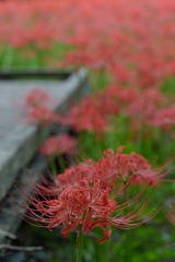 野川観察園_02