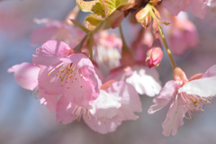 河津桜_代々木公園_04