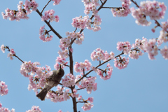 ヒヨドリ&桜_03