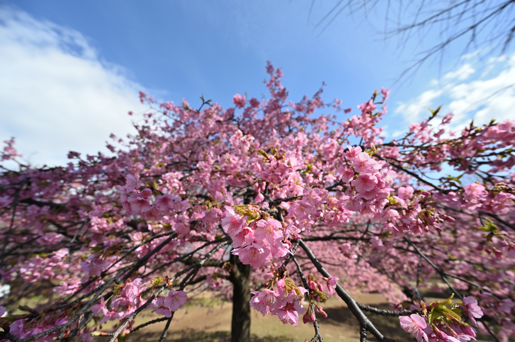 代々木公園_河津桜_05