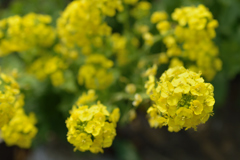 菜の花_3