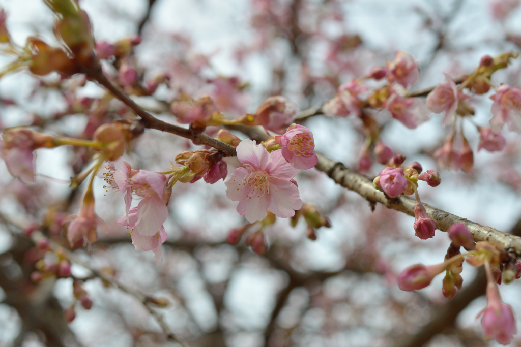河津桜_01_代々木公園