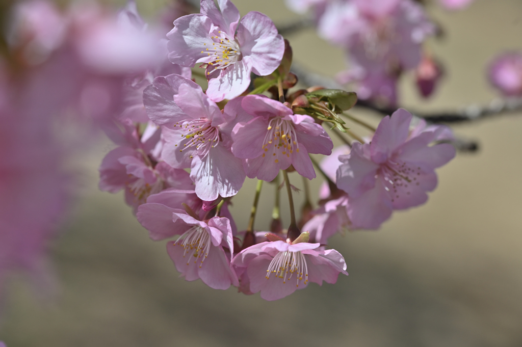 代々木公園_河津桜_10