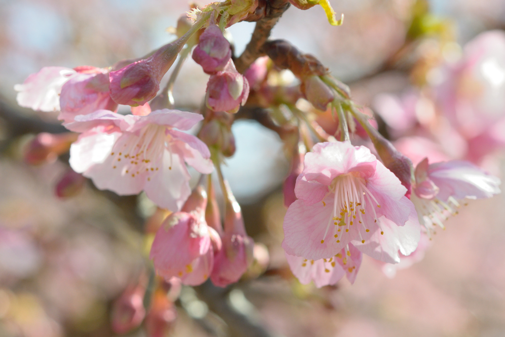 河津桜_代々木公園_11