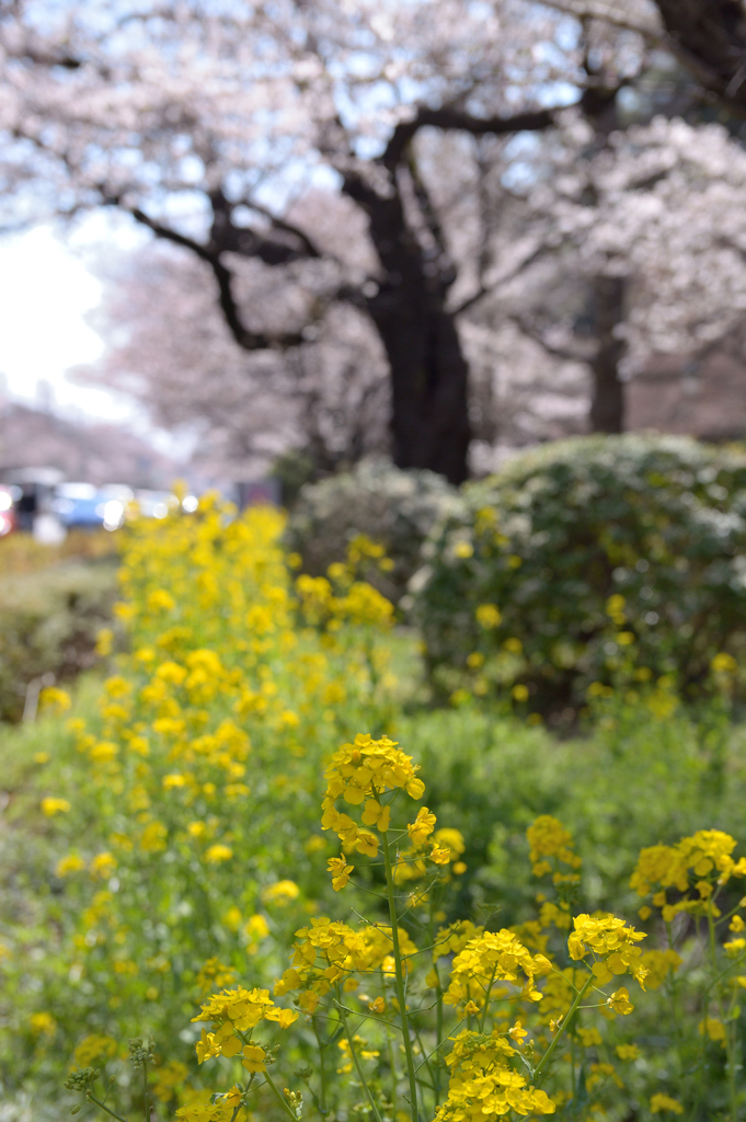 菜の花&桜・国立