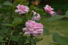薔薇_7