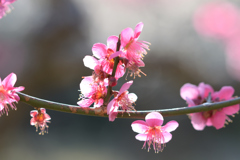 梅_谷保天神_14