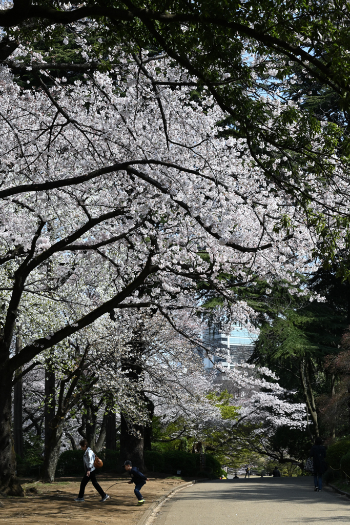 令和の桜_02