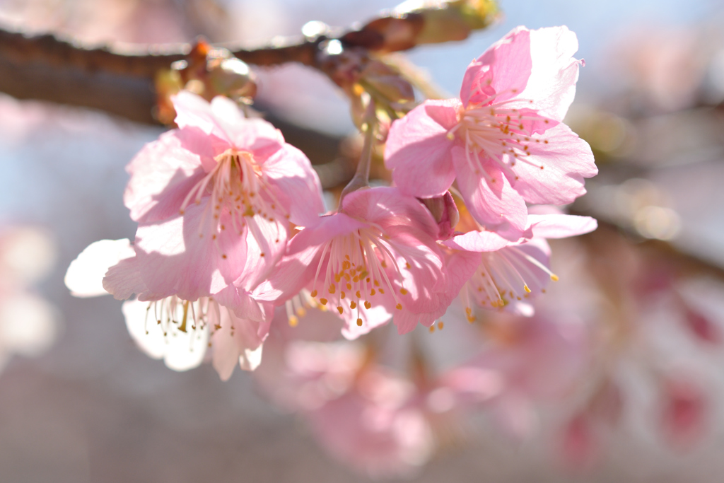 河津桜_代々木公園_15