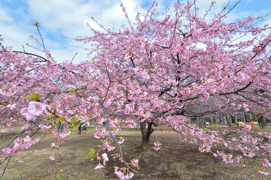 河津桜_06