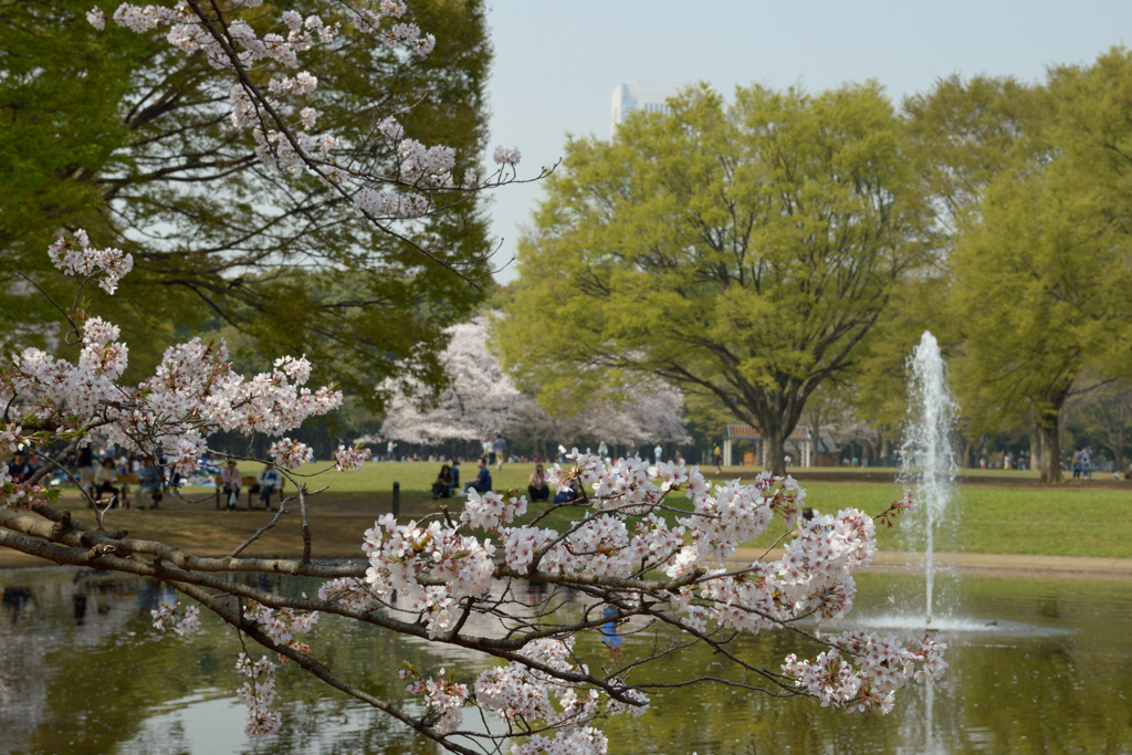 桜・代々木公園#5