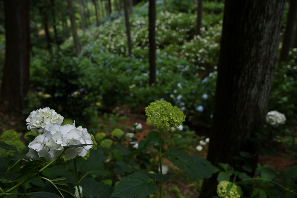南沢あじさい山_07