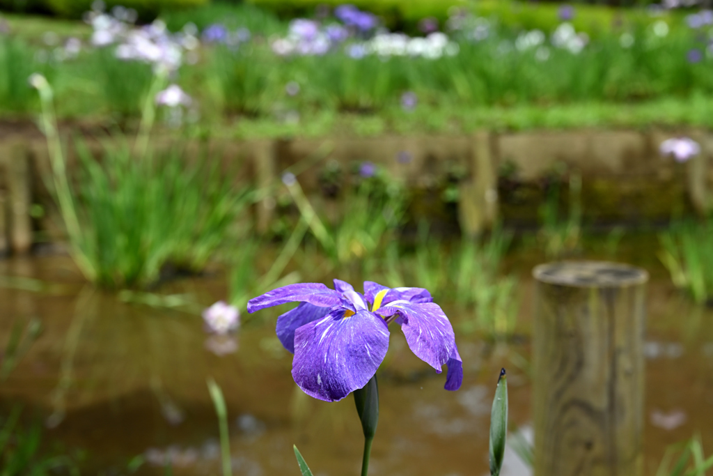 花しょうぶ_02