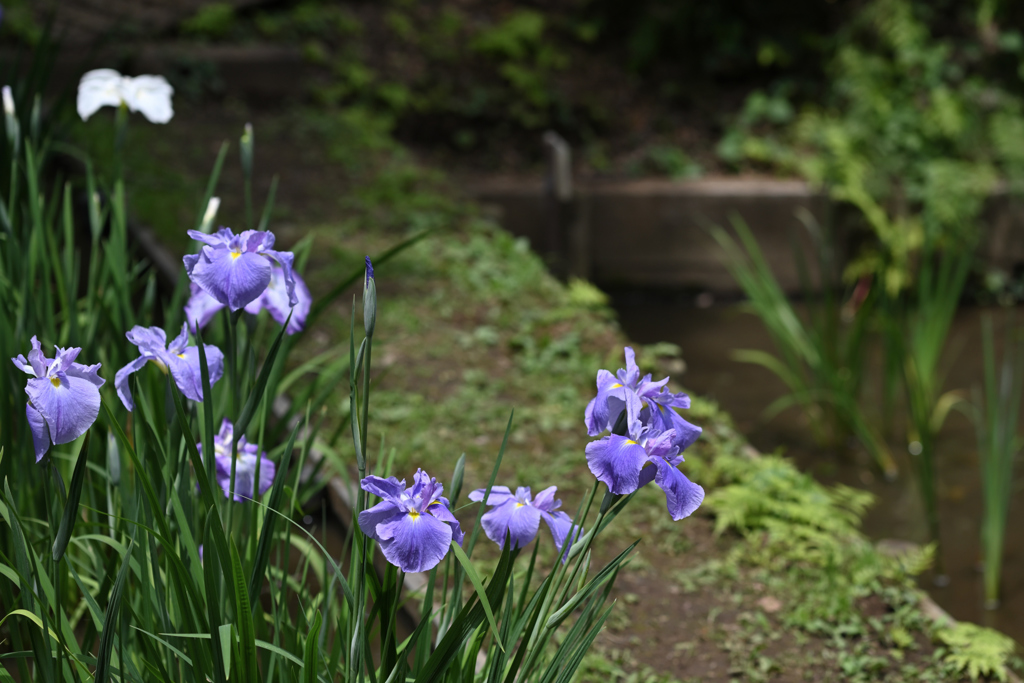 花しょうぶ_09