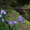 花しょうぶ_09