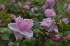薔薇_6