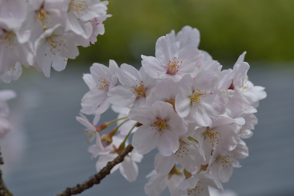 桜・NYC#3