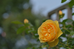 薔薇_12