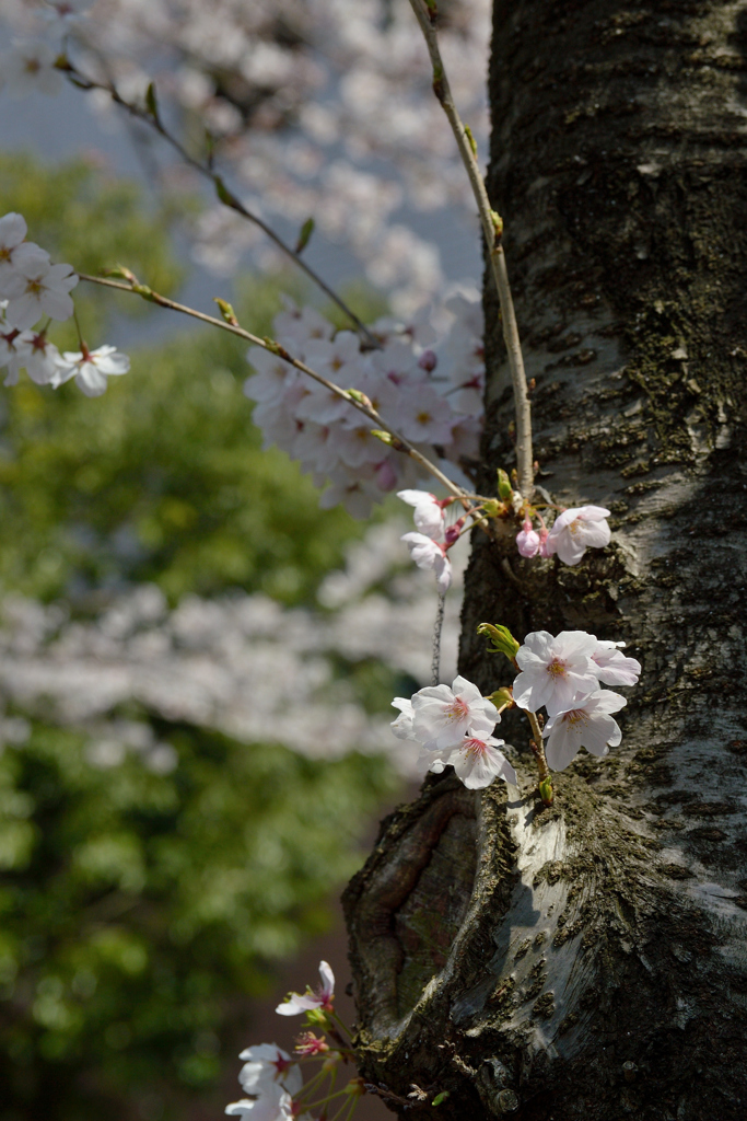 桜_NYC_12