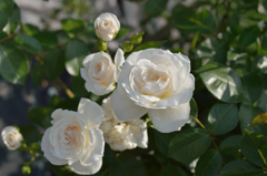 薔薇_5
