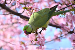 河津桜とインコ#3