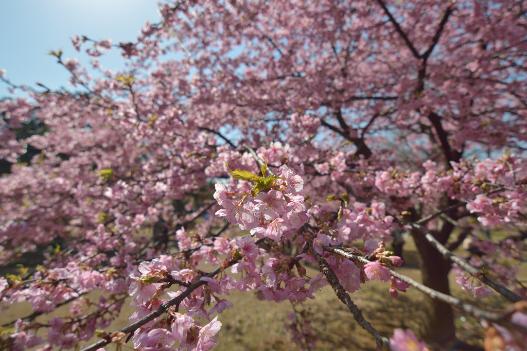 河津桜_07