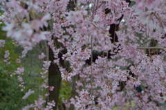 竹橋