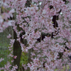 竹橋