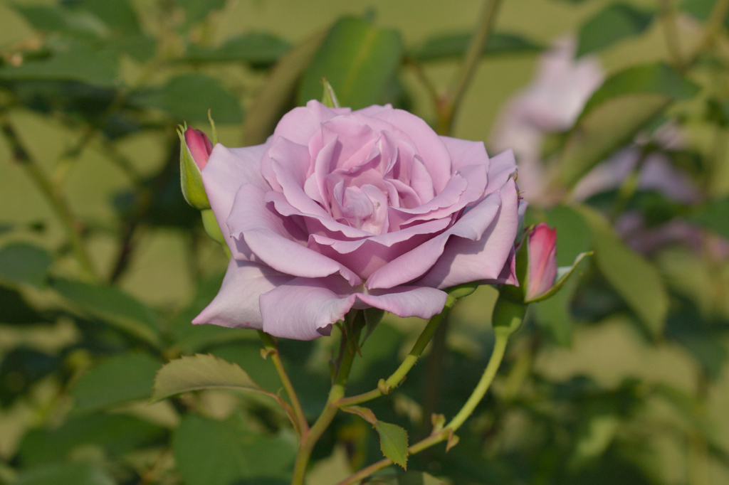 薔薇_9