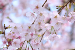 桜1_第八小学校