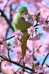 河津桜とインコ#8