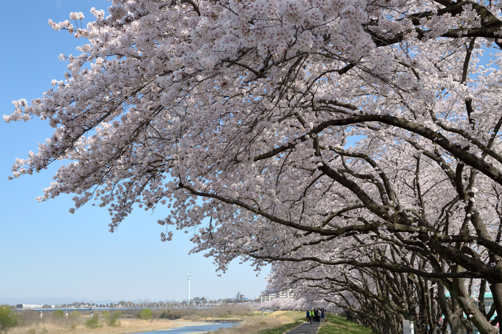 桜・多摩川#1