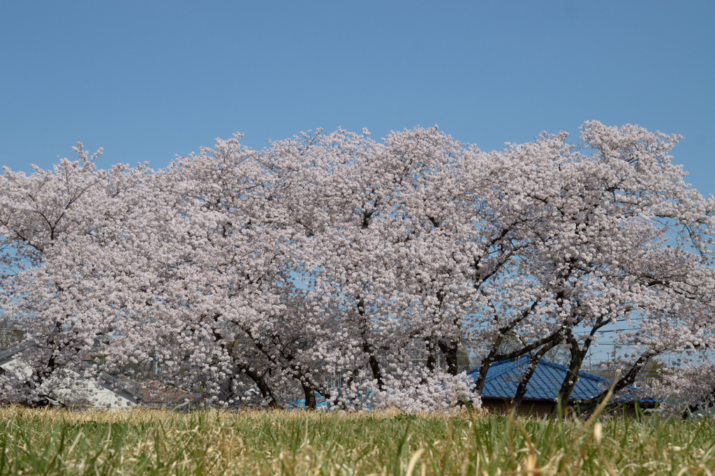 桜・多摩川#4